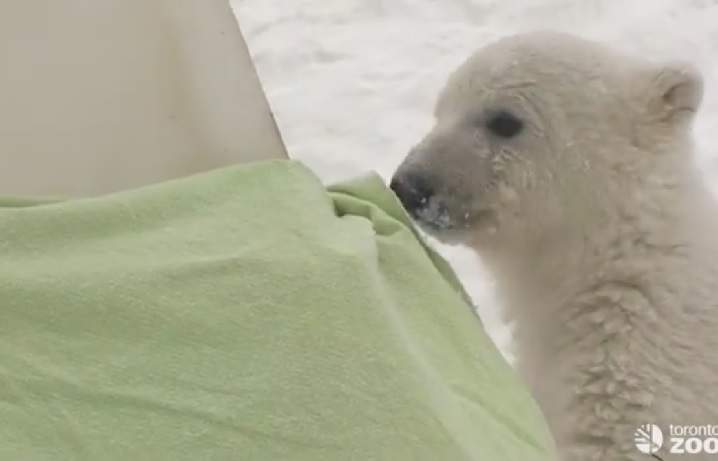 Humphrey polar bear