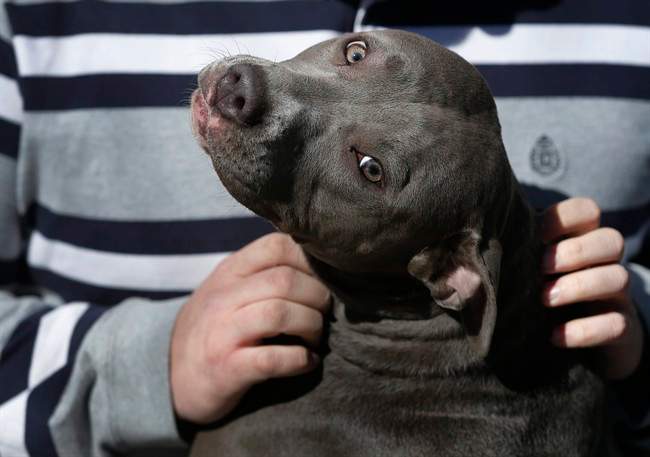 Pit bull terriers (pictured) have been the breed with the most reported attacks at 1,985, resulting in 209 deaths in both the United States and Canada.