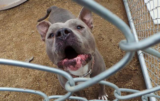 A new Saskatoon SPCA campaign aims to curb dog bites by highlighting stressful situations.