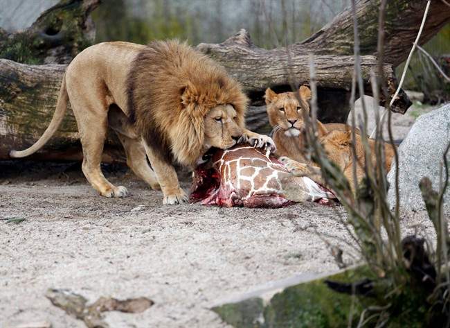 The zoo that faced protests for killing a healthy giraffe to prevent inbreeding says it has put down four lions, including two cubs, to make room for a new male lion. 