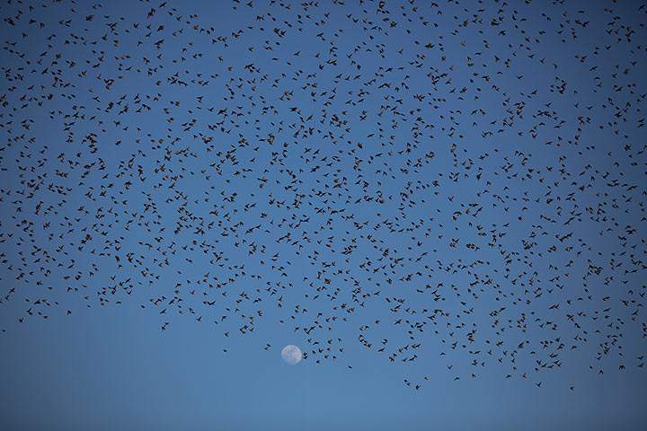 Hundreds of dead birds on display to raise awareness about bird-building collisions