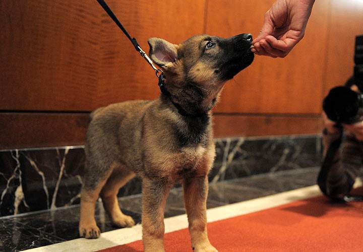 New puppy? Tips for keeping your dog - and home - safe and sound