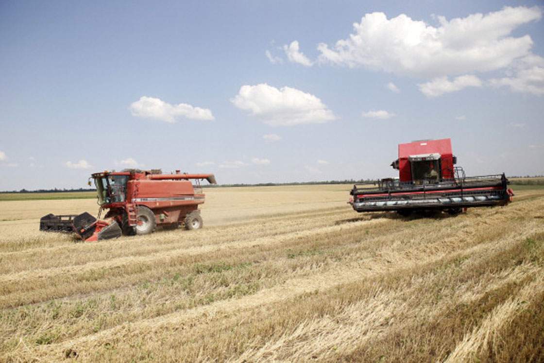 Ukrainian wheat being harvested in July, 2013 by grain Exporter ZAT Nibulon.