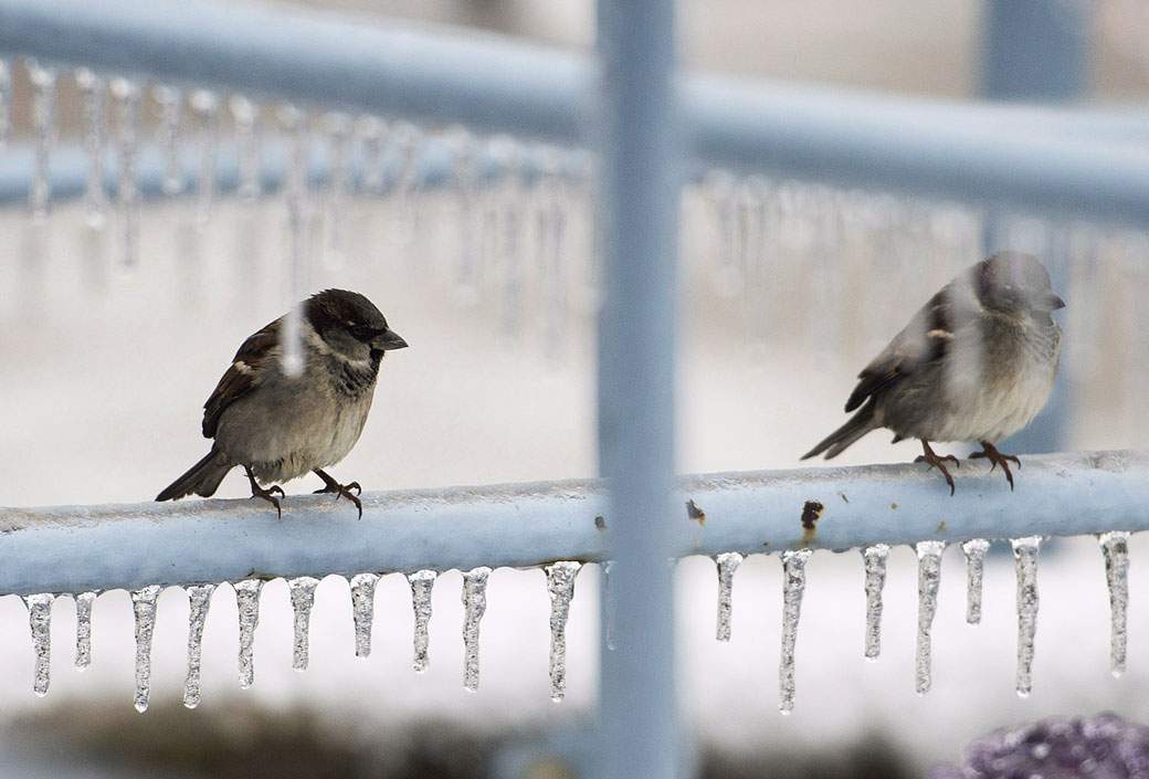 What does the long winter mean for wildlife?.