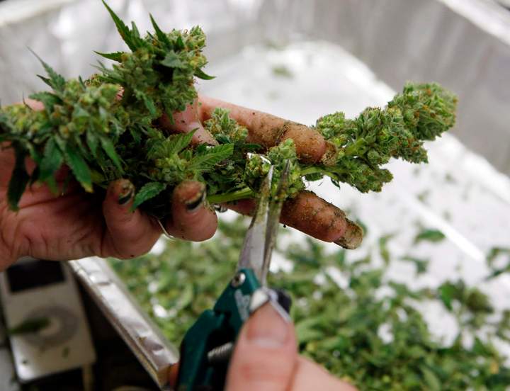 Marijuana