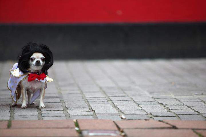 World's smallest dogs can be a big handful