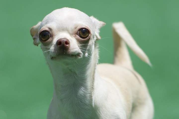 World's smallest dogs can be a big handful