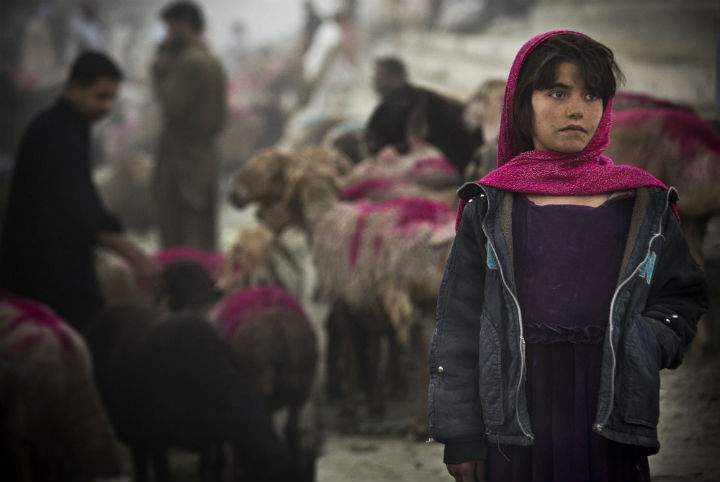An Afghan girl, Kabul, tends to her sheep at a livestock market set up for the upcoming Muslim holiday of Eid al-Adha, or “feast of sacrifice,” in the center of Kabul, Afghanistan, Monday, Oct. 14, 2013