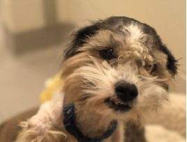 One of the dogs seized by the Calgary Humane Society.