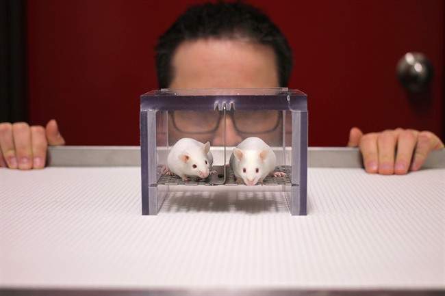Lab mice