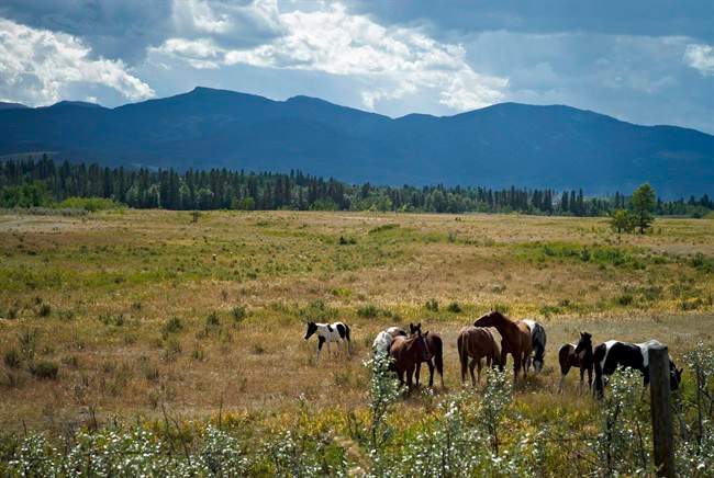Alberta wild horses