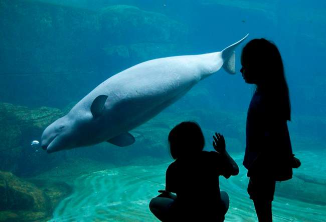 Two young girls watch as Tiqa the two-year old beluga whale swims at the Vancouver Aquarium in Stanley Park, Tuesday, August 3, 2010.