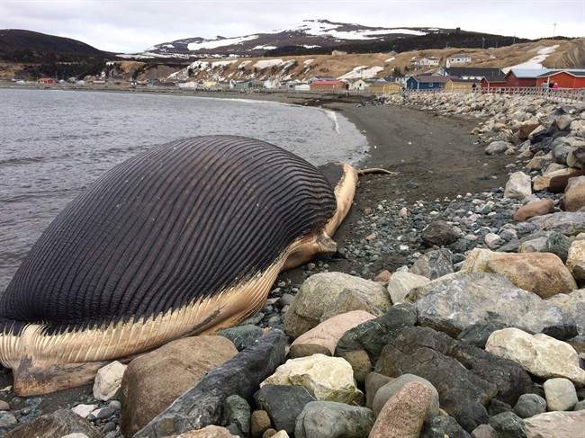 People in Trout River, N.L. feared when a bloated, decomposing blue whale might explode.