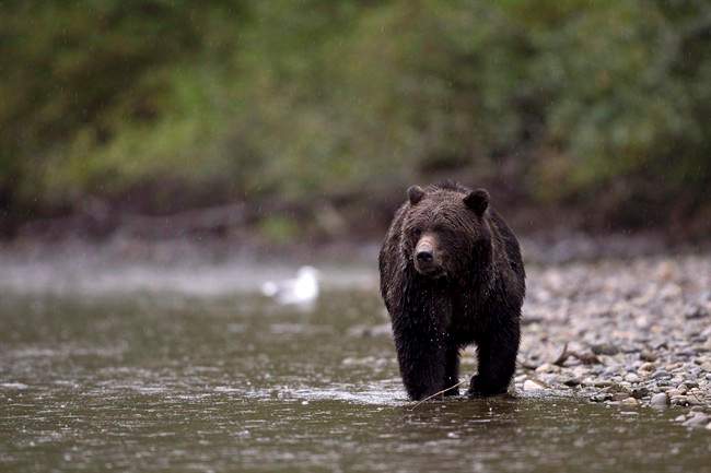B.C.’s expanded spring grizzly hunt opens - image