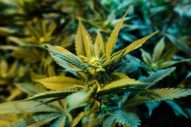 A medical marijuana plant is pictured at a dispensary in Seattle on Nov. 7, 2012.