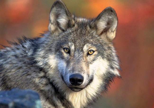 A man is recovering in a Saskatoon hospital after a wolf attack that is the first of its kind at the Cigar Lake mine in northern Saskatchewan.