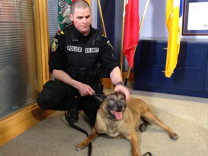 Judge K-9 police dogs