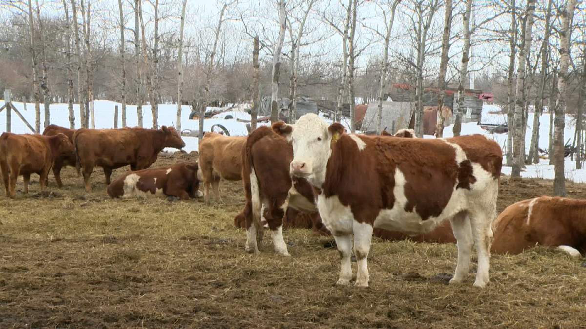 A new livestock price insurance tool aims to help protect producers against unforeseen price declines.