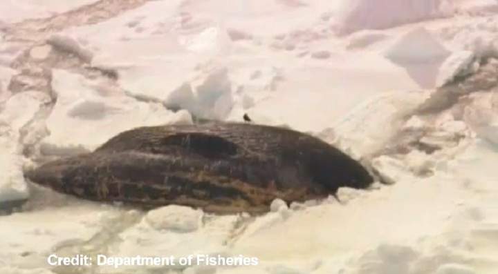 Blue whale carcasses were spotted on the ice on southwest coast of Newfoundland.