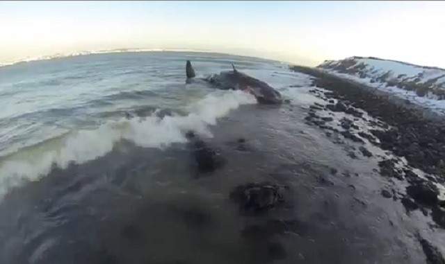 A sperm whale was found on shore in Biscay Bay, on Newfoundland's Avalon peninsula, last weekend.