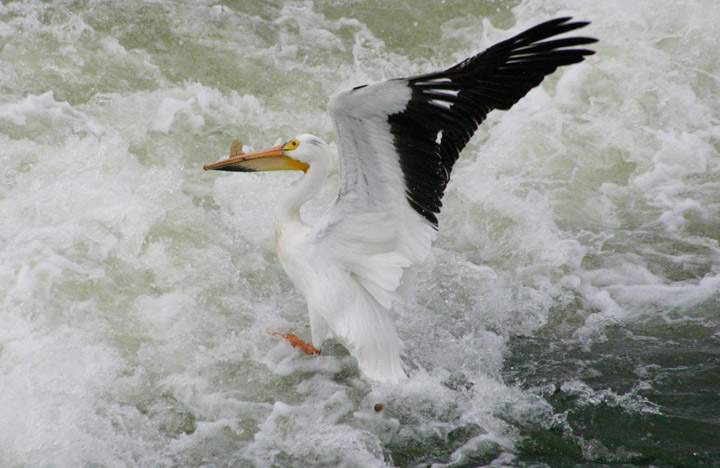 Latest arrival in almost two decades for people waiting for pelicans to land at Saskatoon’s weir.