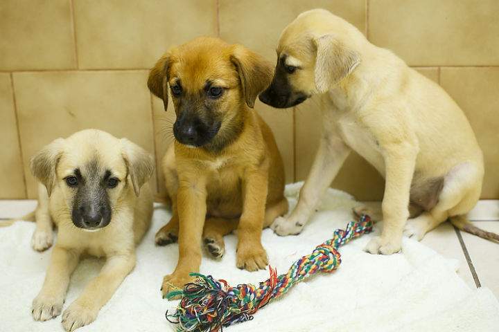 A WestJet policy change is having an affect on the adoption of dogs from Turks and Caicos.