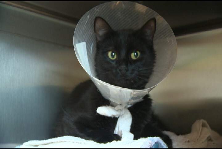Online efforts to help save animal lives - image