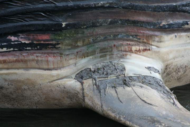 A dead blue whale washed ashore in Trout River, N.L. last month.