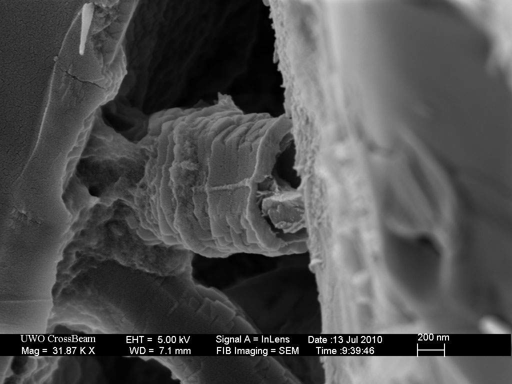 Ancient life on Earth may lead to finding ancient life on Mars