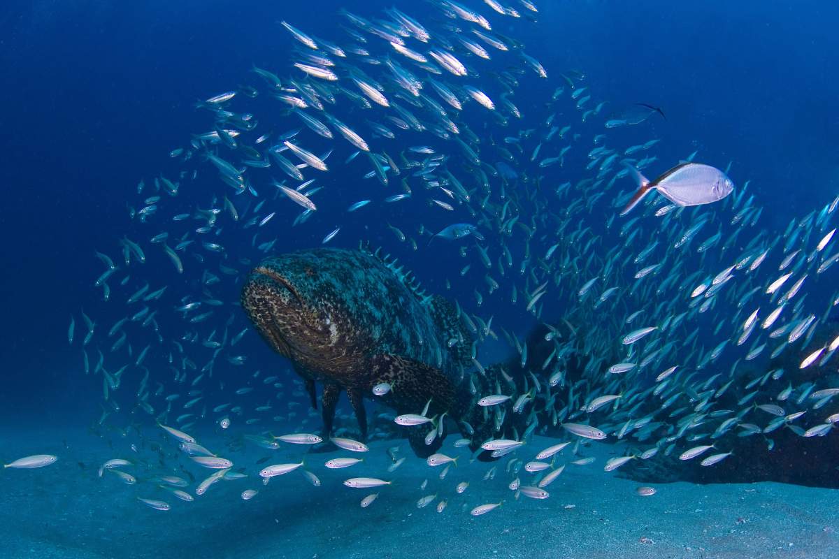 The National Oceanic and Atmospheric Administration believes that the dead zone in the Gulf of Mexico is set to kill massive amounts of fish this year.