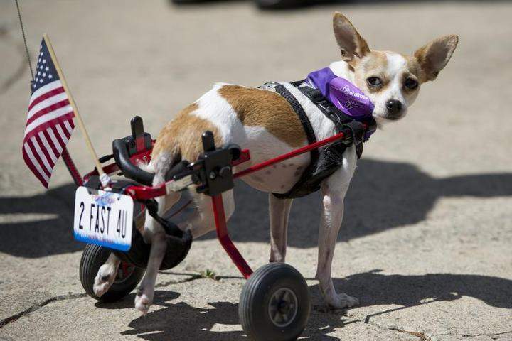 A disabled Chihuahua dog pulls its carriage at the 'Run of the Chihuahuas' annual race in Washington on May 4, 2013. The annual Chihuahua race marks the Mexican holiday Cinco de Mayo celebrated on May 5.