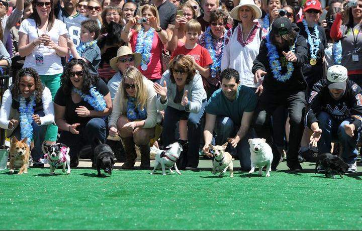 Chihuahua dog owners release their pets to compete in the 'Run of the Chihuahuas' annual race in Washington on May 4, 2013. The annual Chihuahua race marks the Mexican holiday Cinco de Mayo celebrated on May 5.
