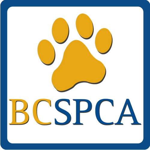 Owner concerned after dogs fed razor shards in Chilliwack, B.C. - image