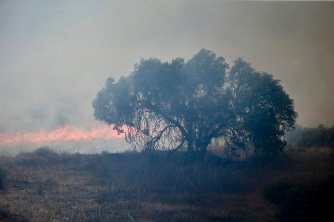 A lone tree stands in the path of approaching flames as wild fire burns through a canyon Tuesday, May 13, 2014, in San Diego. 
