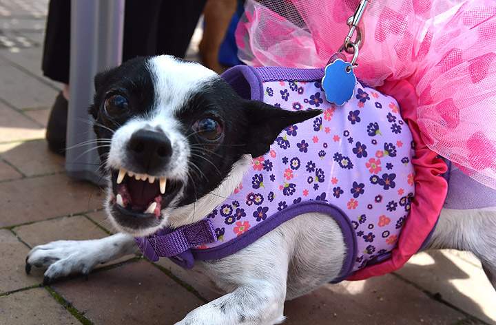 A dressed up Chihuahua dog reacts during the 'Run of the Chihuahuas' annual race in Washington on May 3, 2014. The annual Chihuahua race marks the Mexican holiday Cinco de Mayo celebrated on May 5.