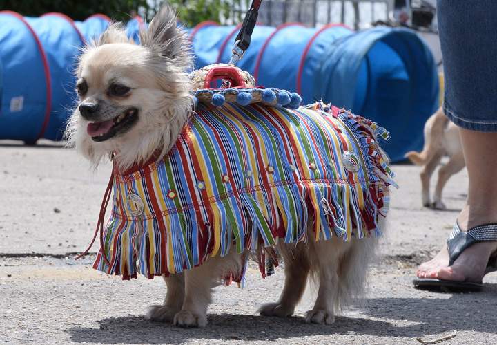 A dressed up Chihuahua dog poses during the 'Run of the Chihuahuas' annual race in Washington on May 3, 2014. The annual Chihuahua race marks the Mexican holiday Cinco de Mayo celebrated on May 5.