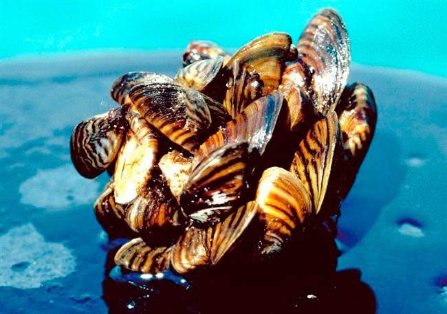 In a photo provided by the U.S. Department of Agriculture, a group of zebra mussels, taken from Lake Erie, are seen in an undated photo.