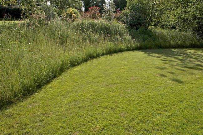 Natural lawn lessens need for mowing trimming