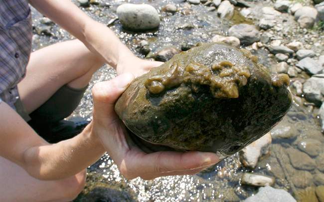 Rock snot not invasive species: research - image