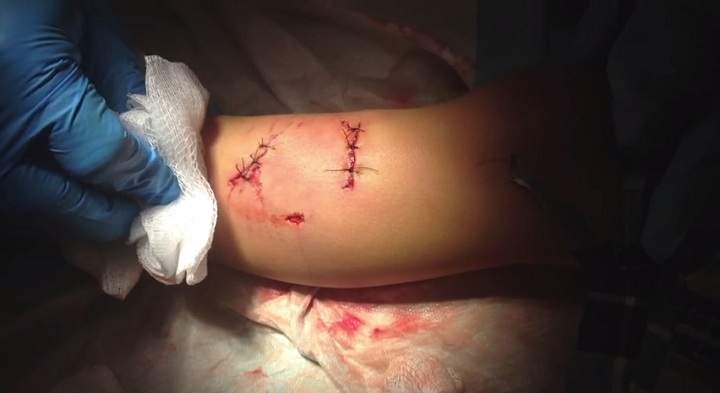 A family cat that came to the rescue of a California boy from a canine attacker.