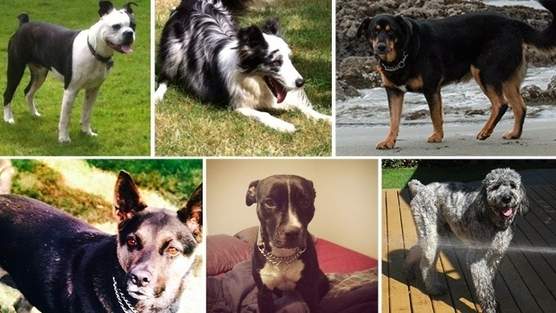 Petition started calling for criminal charges in the case of the Brookswood 6.