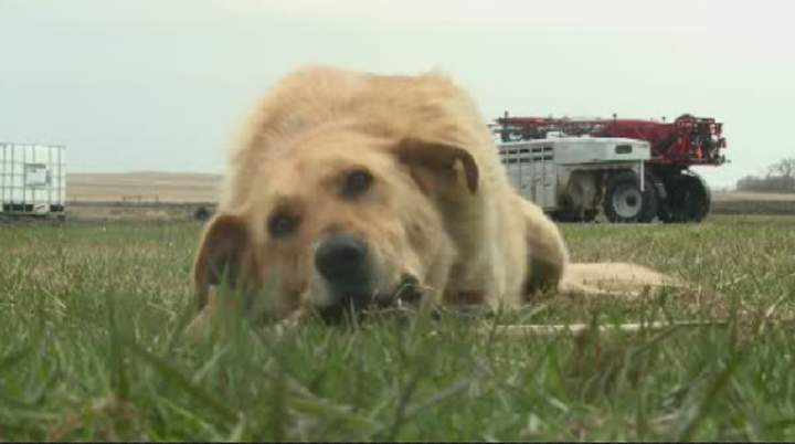Dog owners in Surrey could face $500 fine for leaving dogs in cars - image