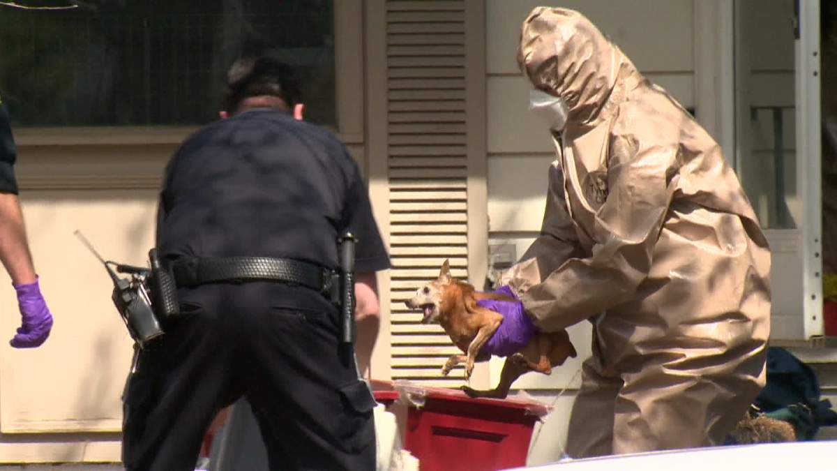 An emergency responder wearing a hazmat suit removes one of 33 dogs seized from a home in Acadia in southeast Calgary.