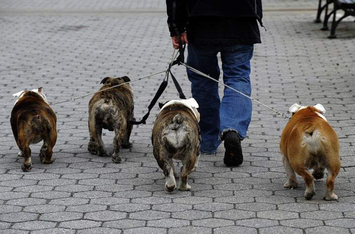 Dog walkers safety tips