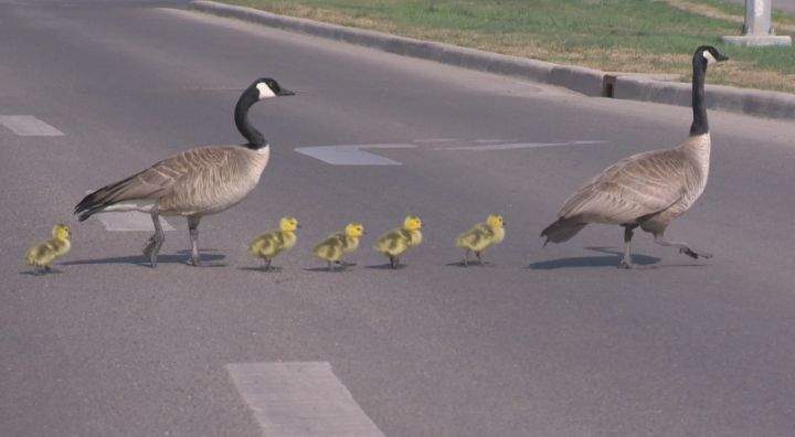 Edmonton firefighters helped a goose, gander and their goslings out of the nest to a nearby pond in Mill Woods Wednesday, May 21, 2014.