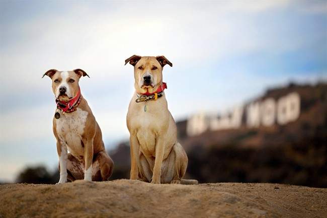 A new study has found that dogs give their friends food.