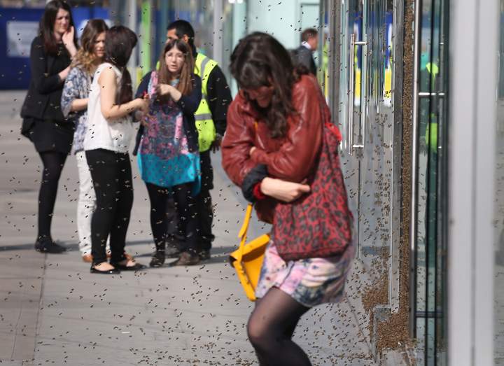 A woman huddles up as she walks past a swarm of about 5,000 honeybees that have been attracted to a discount sign on the window of a shop in central London, Friday, May 16, 2014, turning the fashion store display into a carpet of insects. It is understood the unusual nesting place was picked by the Queen bee, who landed there first and was quickly followed by her devoted colony. (AP Photo/PA, Philip Toscano).