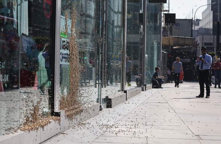 Passers by check out a swarm of about 5,000 honeybees that have been attracted to a discount sign on the window of a shop in central London, Friday, May 16, 2014, turning the fashion store display into a carpet of insects. It is understood the unusual nesting place was picked by the Queen bee, who landed there first and was quickly followed by her devoted colony.