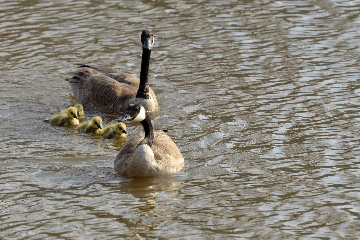 A man is facing charges after allegedly killing a Canada goose.