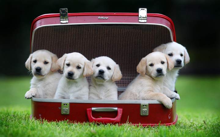 Puppies